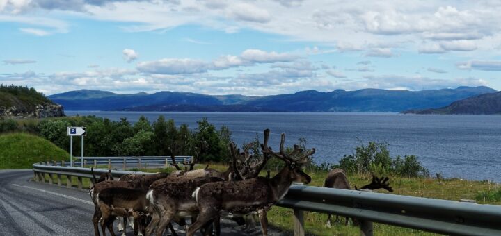 reni pe marginea drumului - Norvegia